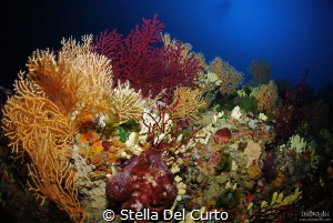 "An ocean of colours" - Coloured gorgonians located at ab... by Stella Del Curto 